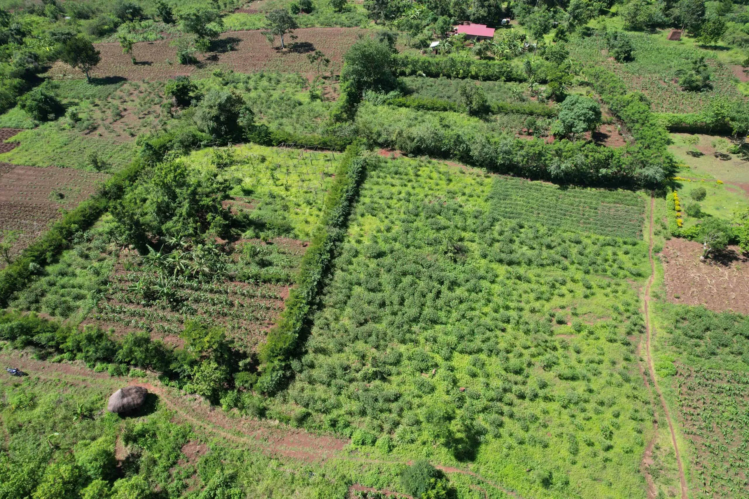 Easwe's Tree Planting Program 1