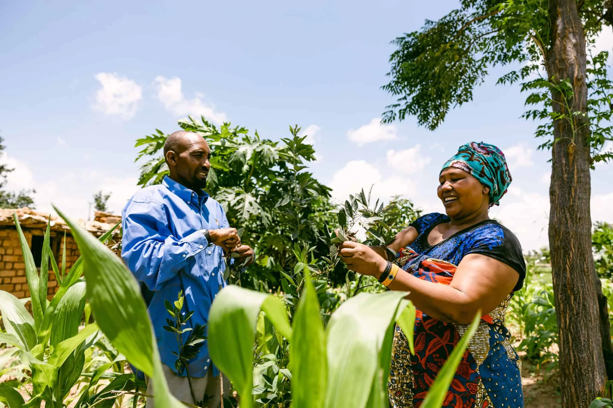 Easwe's Tree Planting Program 2